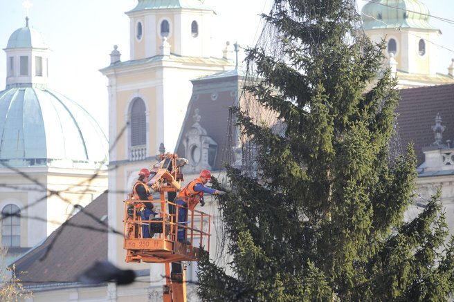 Presernov trg smreka jelka