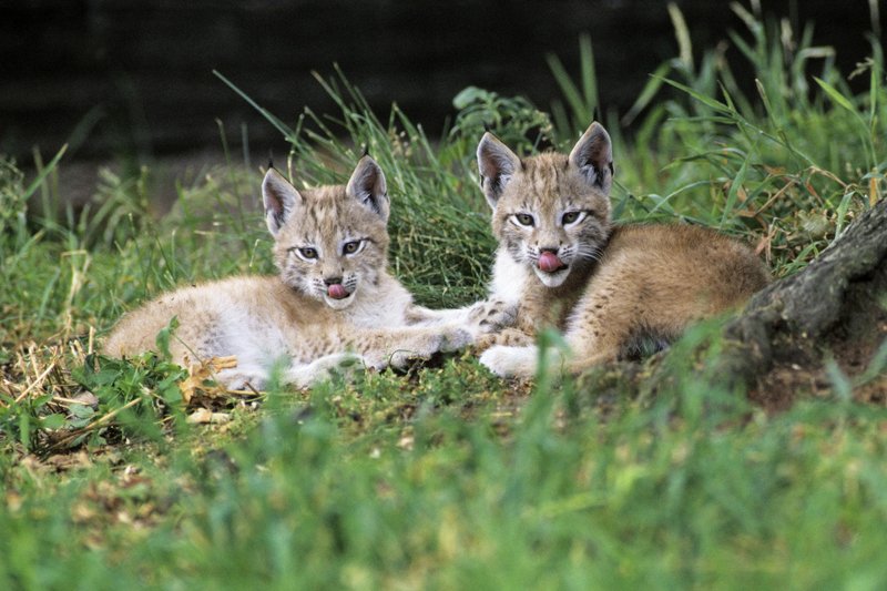 Projekt Life Lynx je bil uspešen, a risu še vedno grozi izumrtje.
