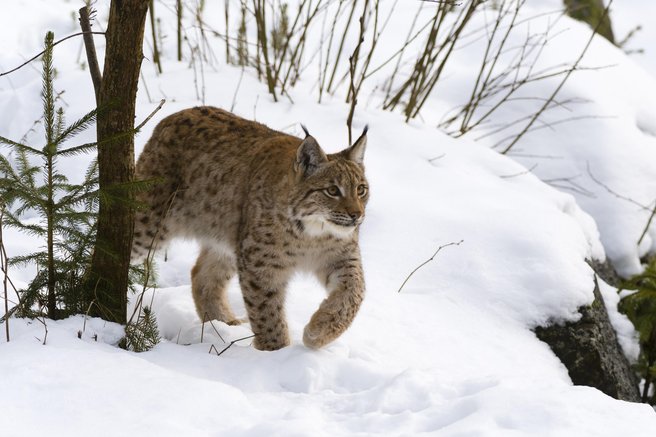 živali ris ohranitev Life Lynx projekt