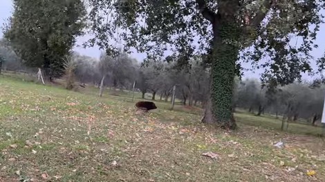 živali posnetek vietnamski prašiček Poreč