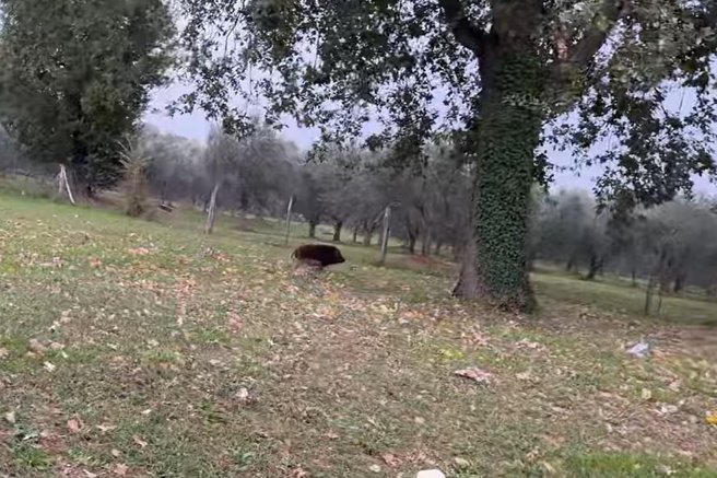 živali posnetek vietnamski prašiček Poreč