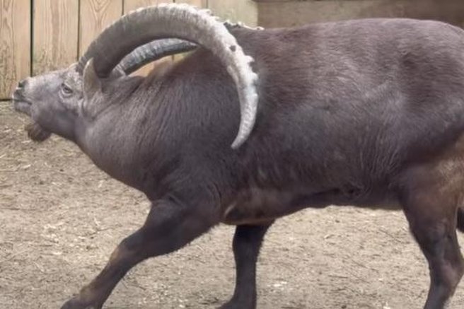 živali alpski kozorog ZOO Ljubljana živalski vrt kozorogi