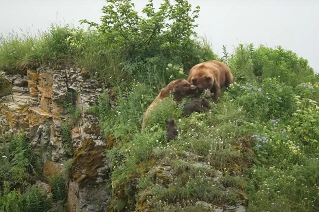 živali medved ogled pretep mama medvedka