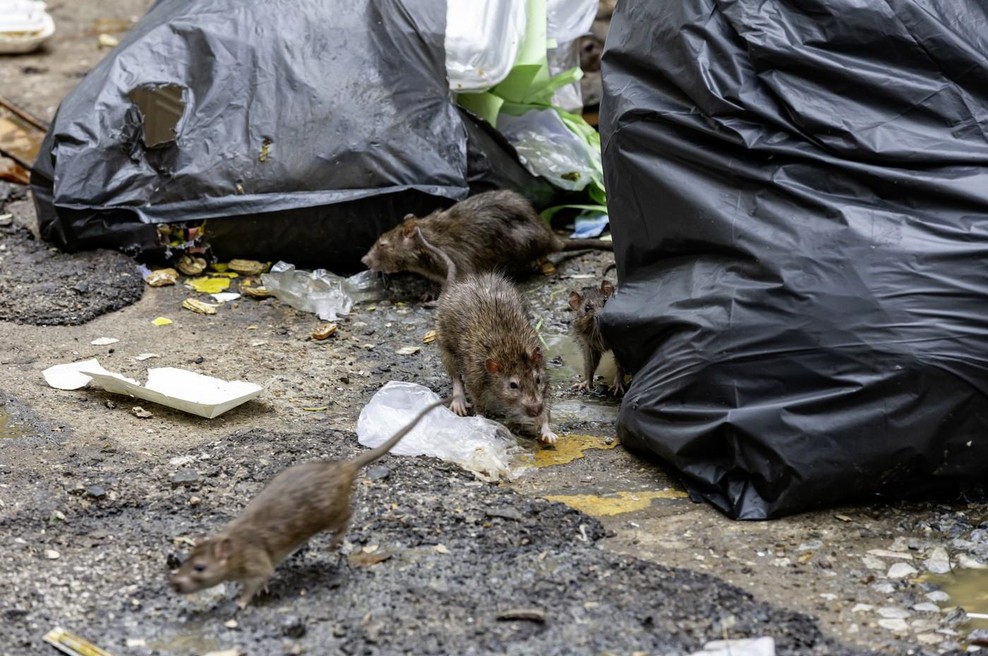 Težave na vidiku: na tem območju so se namnožile podgane (ugotovili so, kakšen je razlog) (foto: Profimedia)