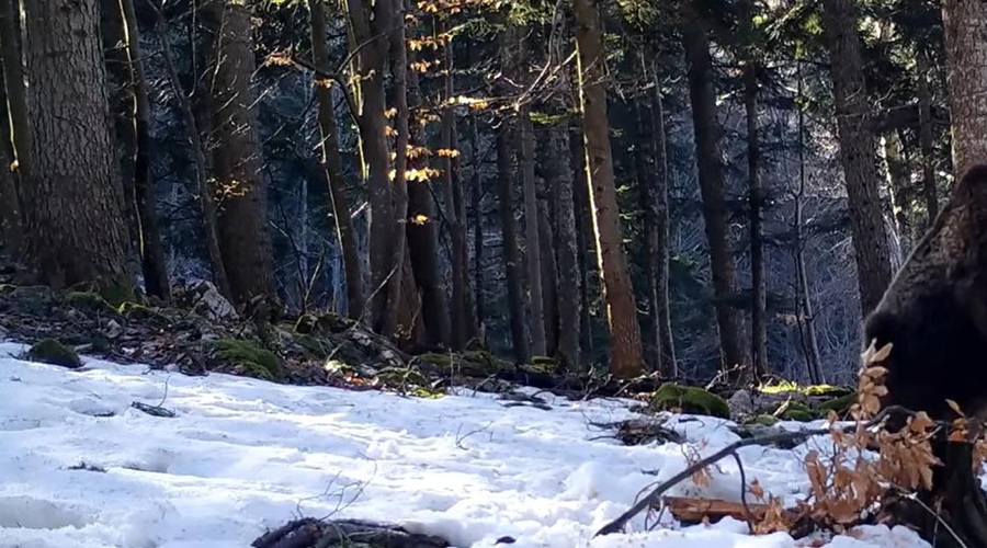 Skrita kamera v kočevskem gozdu razkrila, kako 'trdno' spijo medvedi pozimi (foto: Facebook/posnetek zaslona/sloveniabears)