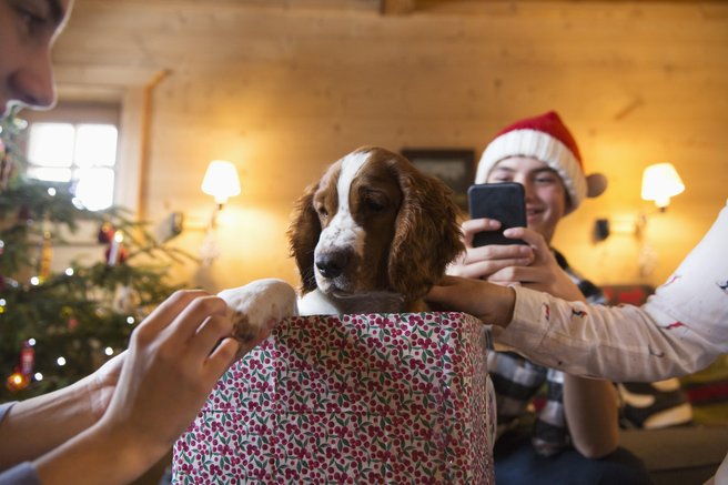 živali december pes mladiček darilo božič