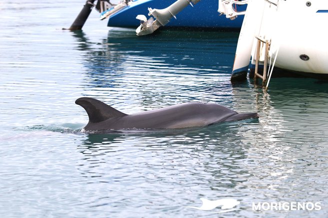 živali delfin navadni delfin Jadran Koper Izola