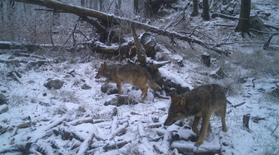 Fotografija iz 19. 1. 2020 (foto: Zavod za gozdove Slovenije)