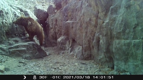 živali medved puščava Gobi puščavski medved ogroženost