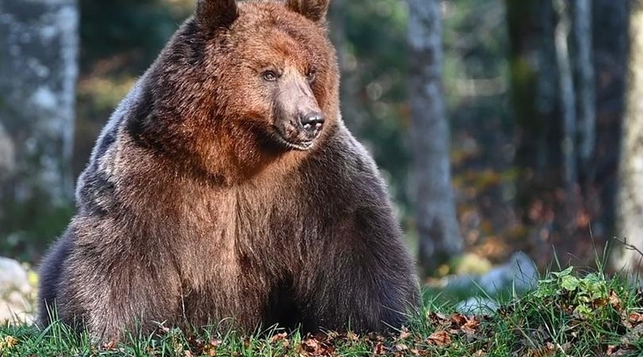 Kamera iz kočevskega gozda: vsi so gledali orjaškega medveda, nihče pa ni opazil, kdo je v ozadju (foto: Facebook/sloveniabears/posnetek zaslona)