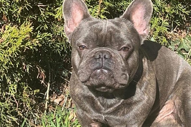 živali francoski buldog tatvina pes pogrešan pes