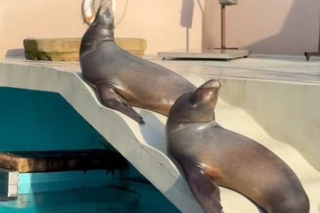 živali morski lev ZOO Ljubljana posnetek spanje