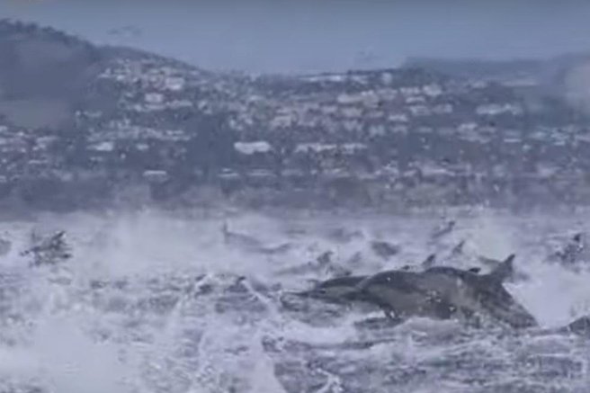 živali delfin jata delfinov morje izlet