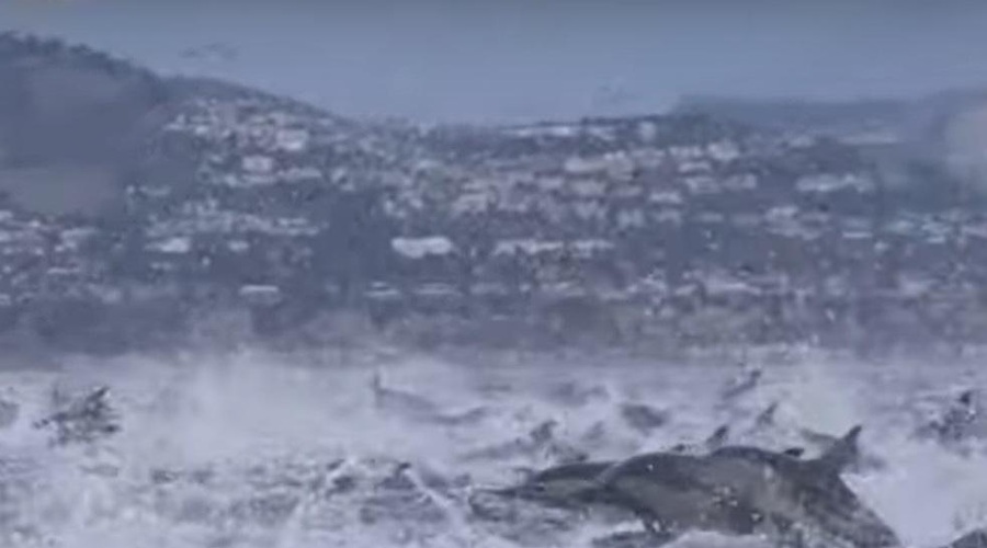 Povsem običajna vožnja s čolnom se je spremenila v nepozabno doživetje (poglejte ta posnetek!) (foto: Youtube/posnetek zaslona)