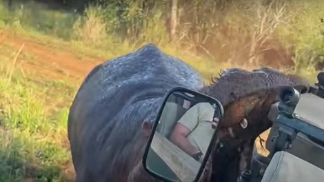 živali Afrika safari povodni konj afriške živali