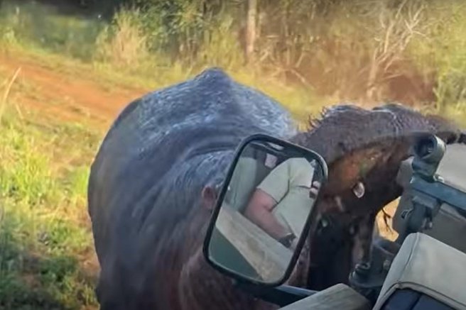 živali Afrika safari povodni konj afriške živali