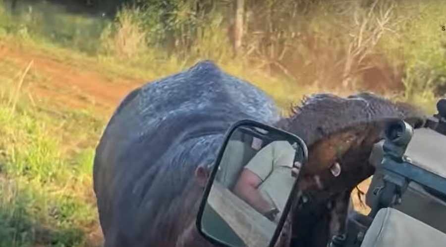 S kamero posneli srhljiv dogodek na safariju (lahko bi se končalo zelo slabo) (foto: Profimedia)