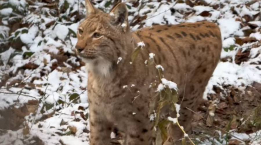 Sneg razveselil živali v živalskem vrtu: kamera ujela čudovite prizore (VIDEO) (foto: Zoo Ljubljana FB)