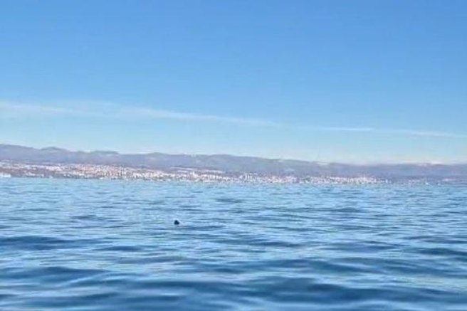 živali pes morski pes Kvarner Rabac