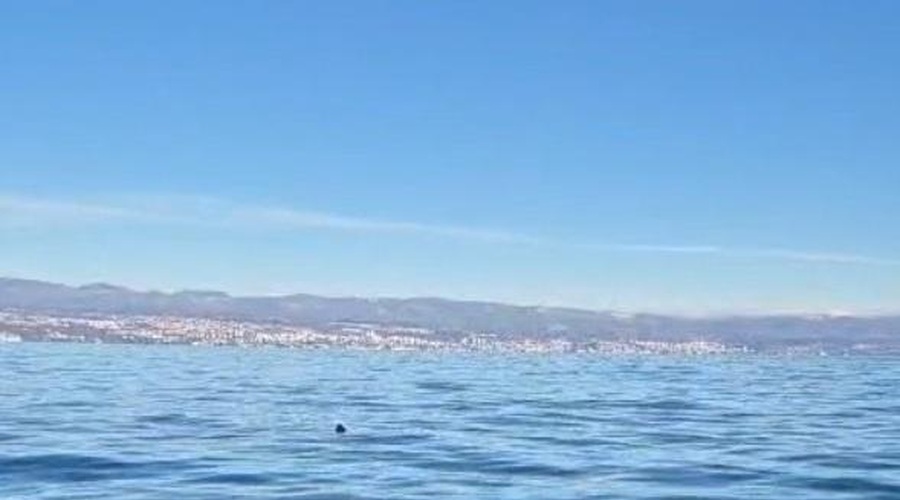 Ribič blizu Opatije na morju posnel neverjeten prizor, ki ga še dolgo ne bo pozabil (foto: DANAS.hr/posnetek zaslona)