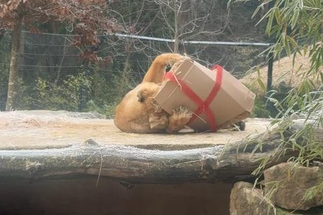 živali ZOO Ljubljana lev levinja prazniki darila
