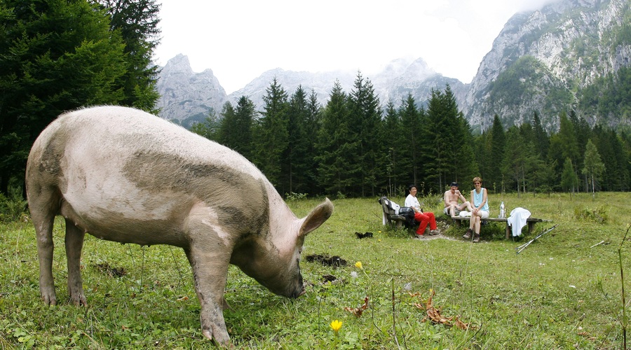 Uprava za varno hrano opozarja na varno in odgovorno izvajanje kolin (foto: BOBO/SRDJAN ZIVULOVIC)