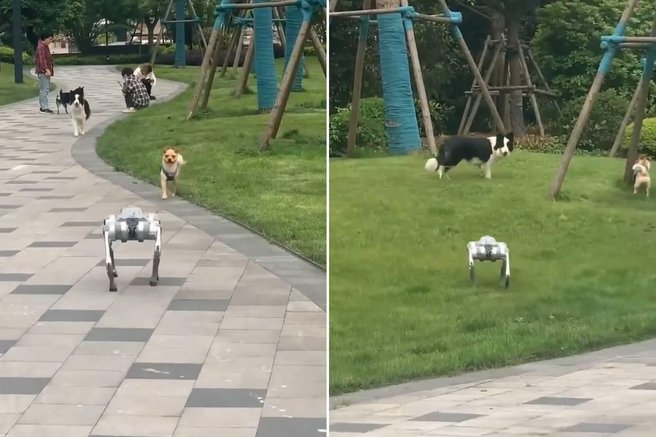 Poglejte, kaj se zgodi, ko se resnični psi srečajo z robotskim psom (VIDEO)