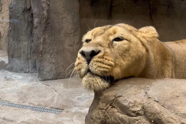 živali ZOO Ljubljana utrinki mačji panda