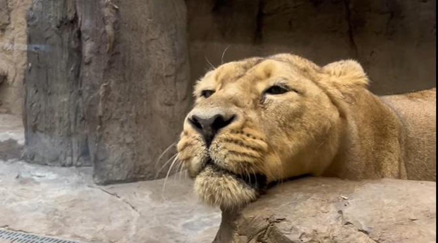 V ZOO Ljubljana te dni s sledilci delijo top utrinke leta 2024 (kateri je vaš najljubši?) (foto: Profimedia)