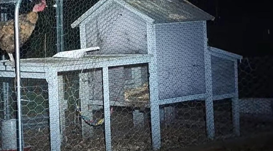 Skrita kamera na kmetiji razkrila nočno dogajanje (lastniki osupli) (foto: Youtube/posnetek zaslona)
