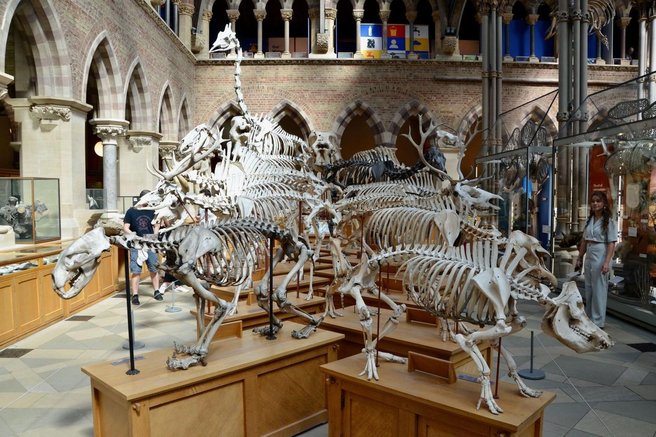 dinozavri, oxford, muzej