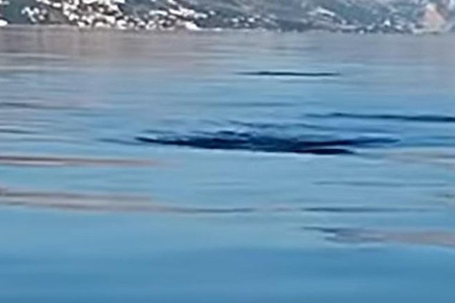 živali morje delfin jata Dalmacija