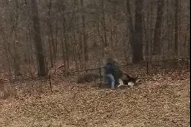 živali pes moški božično drevo