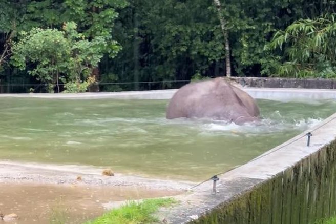 živalski vrt ZOO Ljubljana slon slonica azijski slon Ganga