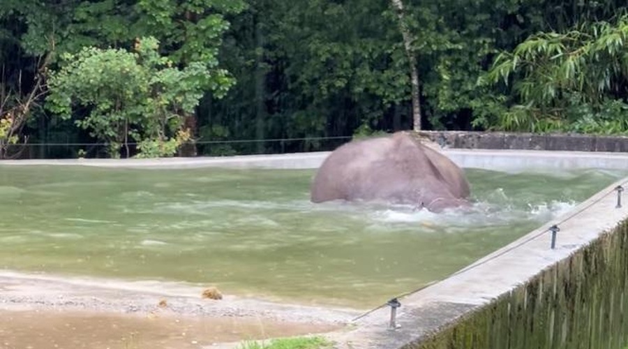 To je posnetek iz ZOO Ljubljana, ki vas je v letu 2024 najbolj navdušil (foto: ZOO Ljubljana/Facebook/posnetek zaslona)