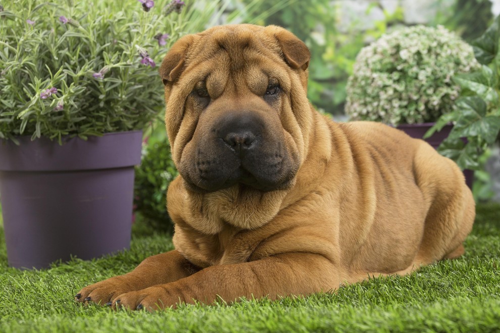 SHAR PEI Predstavniki pasme shar pei imajo naguban obraz in krajši gobček, zato so lahko bolj nagnjeni k težavam z …