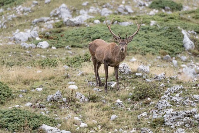 živali divjad Lovska zveza Slovenije pogin bolezni