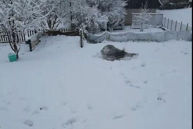 živali konj sneg veselje