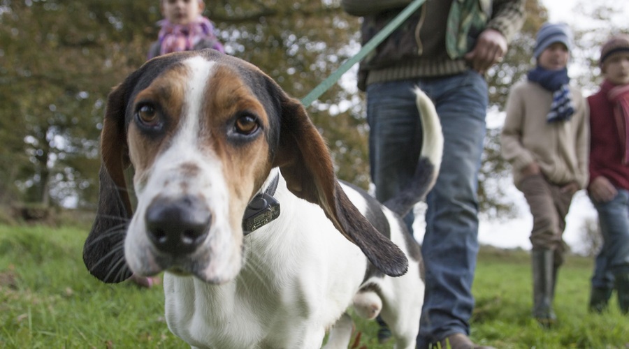 Priznani veterinarji predlagali 5 novoletnih zaobljub za naše ljubljenčke (foto: Profimedia)