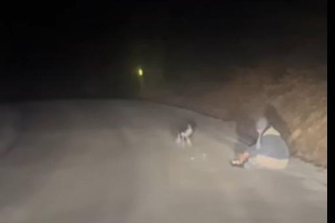 žival pes izgubljen pes pogrešan pes iskanje