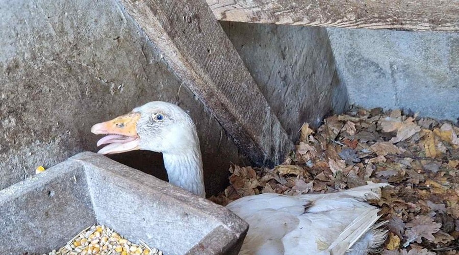 Kdo je goska Anika, ki je pri ljudeh prebudila srčnost? (foto: Zavod Muri / Facebook)