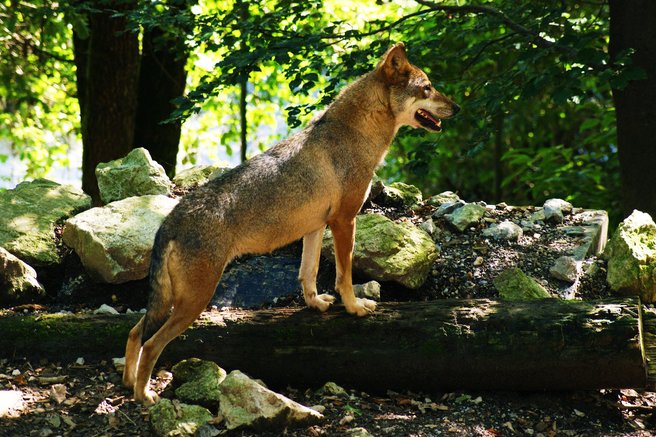 živali Pohorje volk volkovi lovec