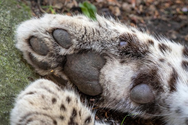 perzijski leopard