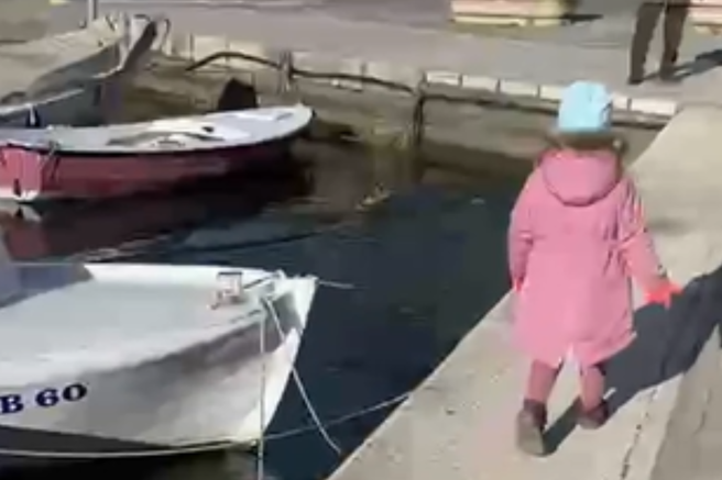 mladi jelen morje Rab