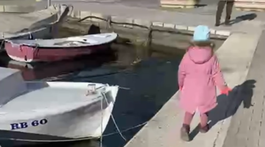 Na otoku Rab osupli in šokirani ob pogledu v vodo: v morju je plaval prestrašen … (VIDEO) (foto: Morski.hr/posnetek zaslona)
