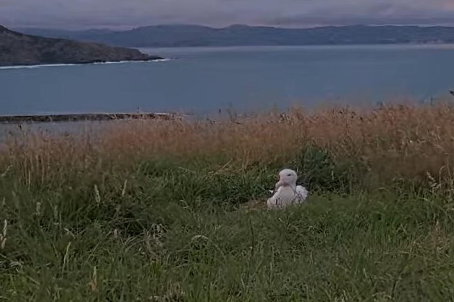 živali ptice albatros gnezdenje Nova Zelandija
