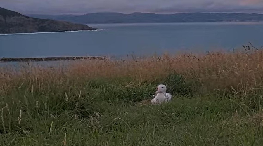 Milijoni ljudi prek spleta te dni v živo spremljajo izjemen čudež narave (foto: https://www.skylinewebcams.com/posnetek zaslona)