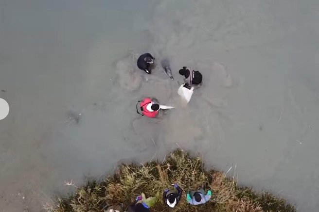 živali morje delfin reševanje progasti delfin