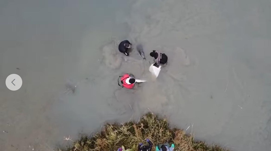 Dramatično reševanje delfina v laguni pri Lignanu (posnetek) (foto: CERT - Cetacean strandings Emergency Response Team /Facebook)