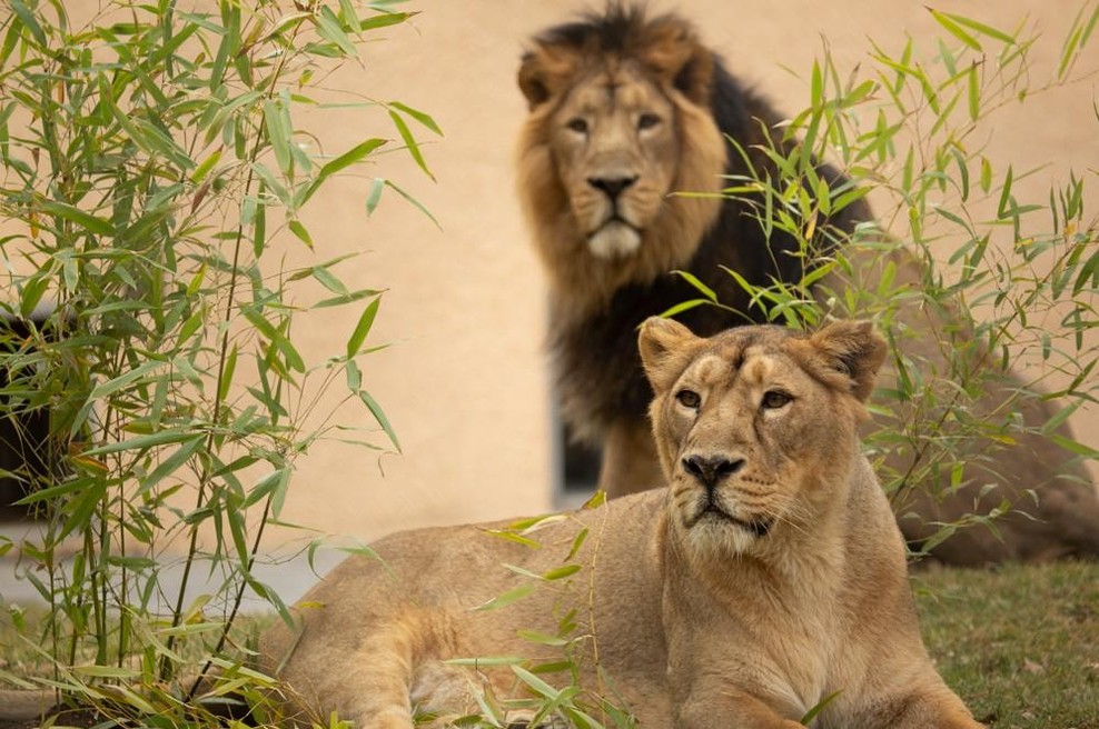 Mladi samec in samica sta bila skupaj v ogradi, nato pa je sledil smrtonosni napad! (foto: ZOO Ljubljana)